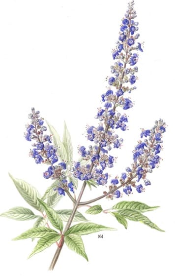 UPORABA NAVADNE KONOPLJIKE