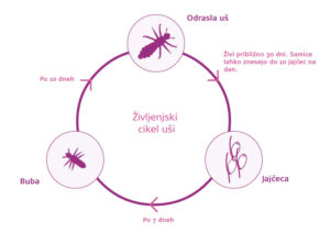 UŠI- kako se jih znebiti?